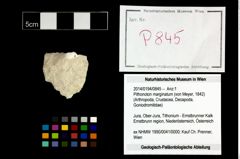 Foto (Objekt + Etikett) von Pithonoton marginatum (von Meyer, 1842)  (NHMW-GEO-2014-0194-0845)